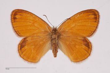 preview Coenonympha arcania ab. caeca Bubacek, 1923